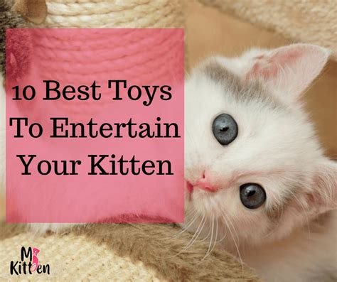 video for cats|best videos to entertain cats.